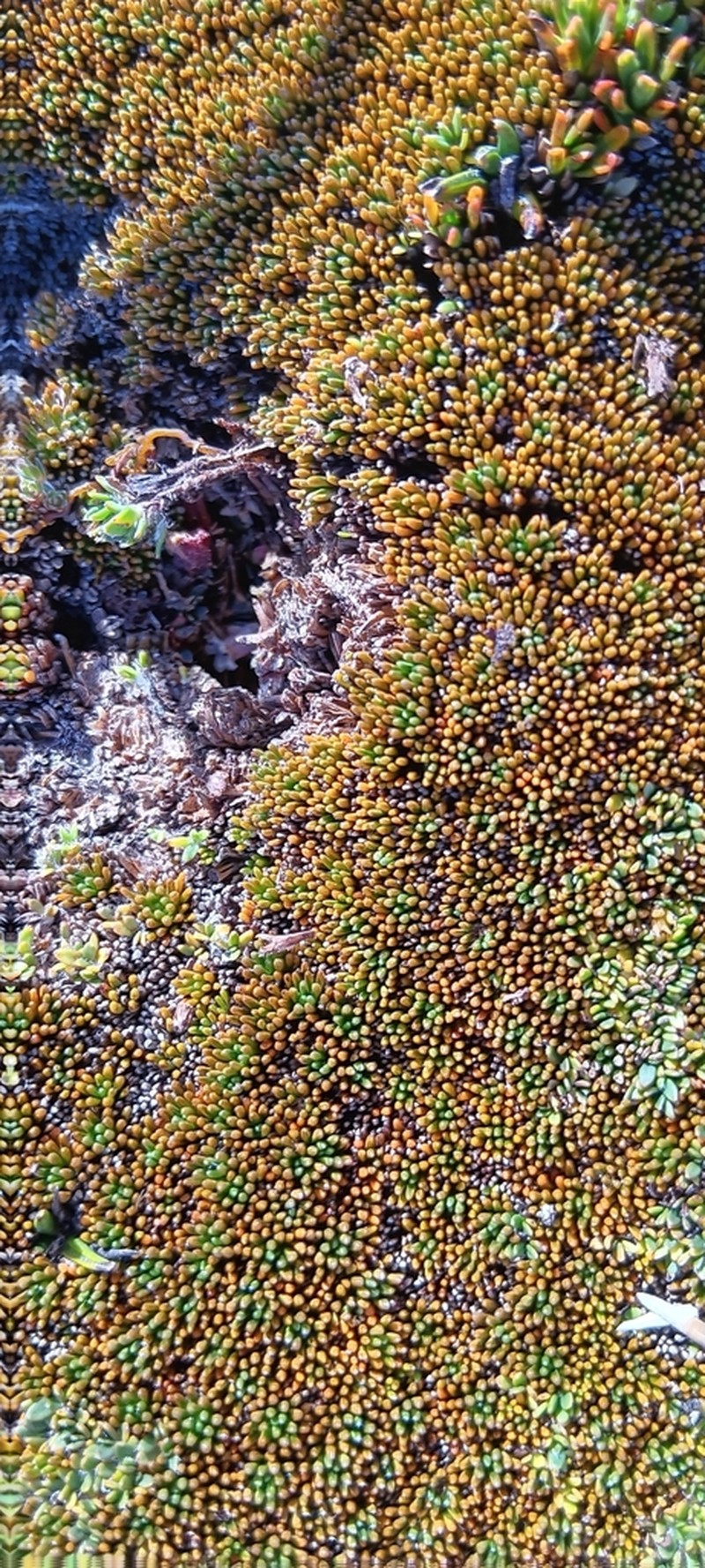 Schizacme novae-zelandiae photo 7