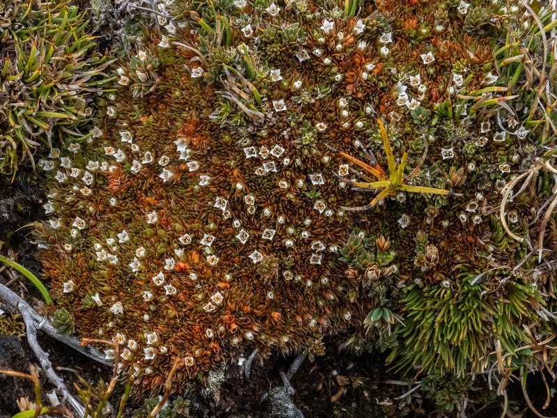 Schizacme novae-zelandiae photo 8