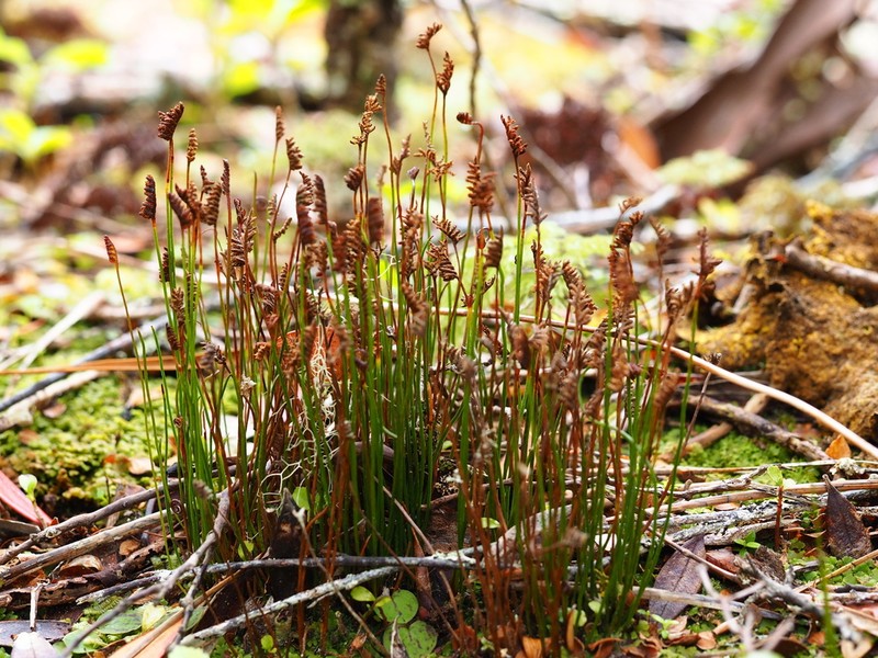 Schizaea australis
