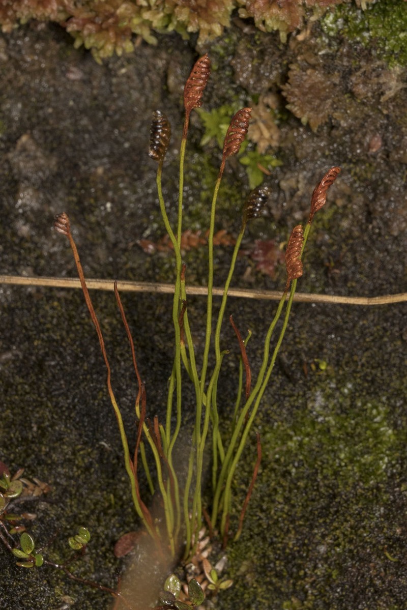 Schizaea australis photo 2