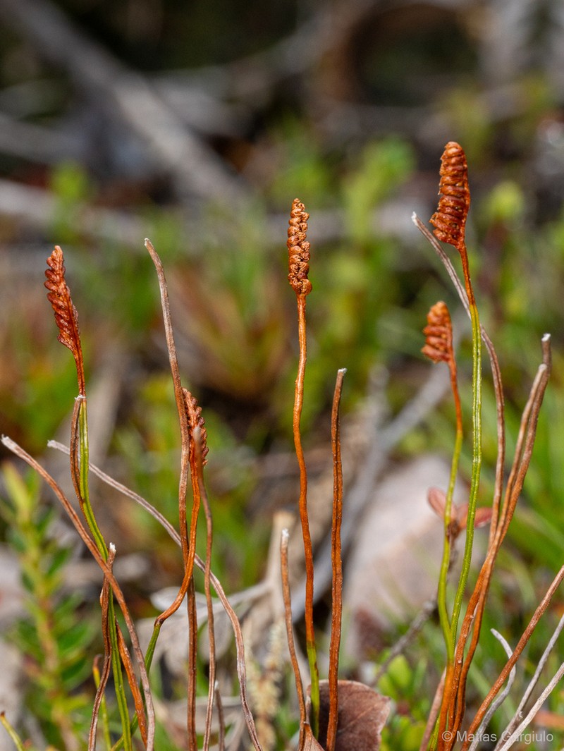 Schizaea australis photo 3