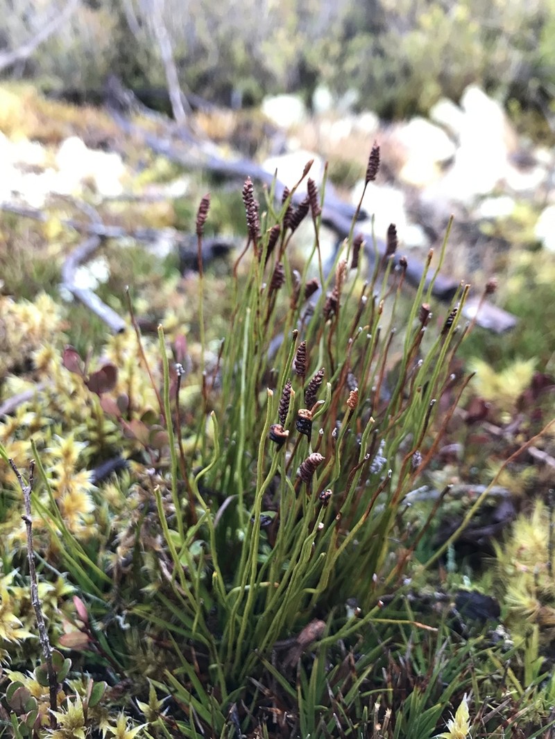 Schizaea australis photo 4