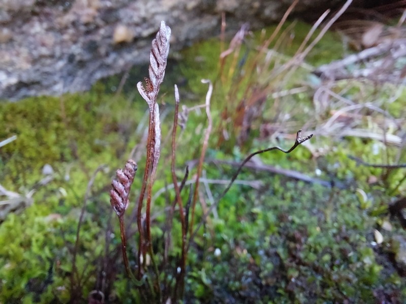 Schizaea australis photo 5