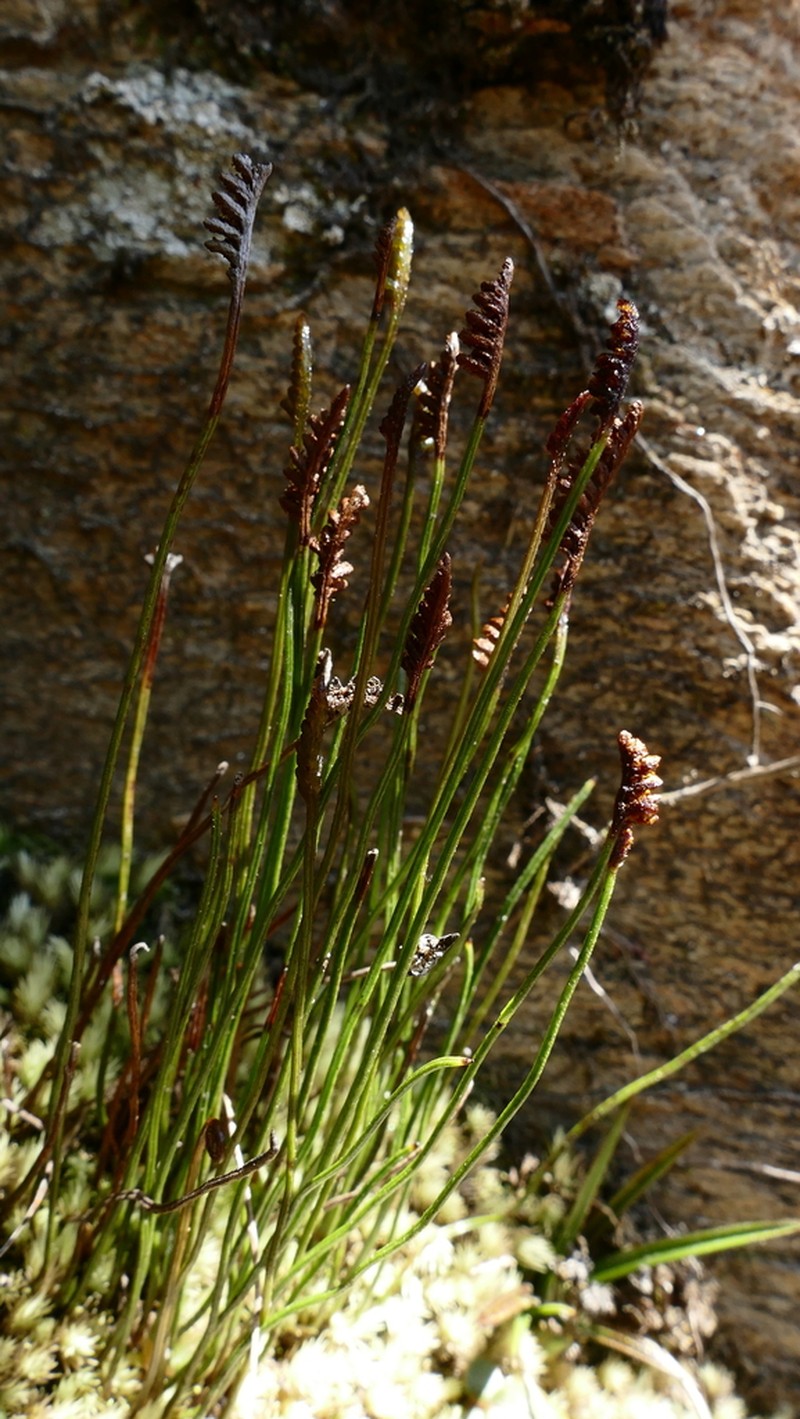 Schizaea australis photo 6