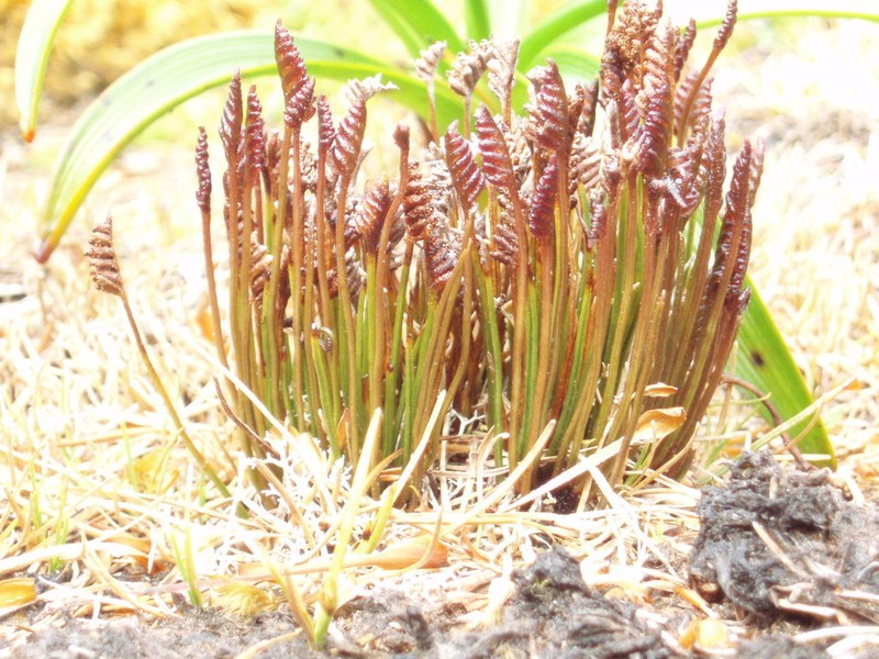 Schizaea australis photo 7