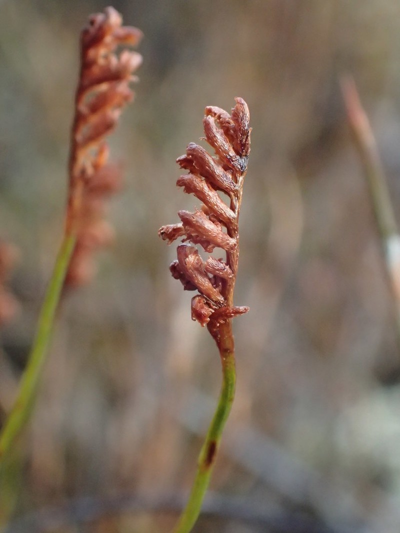 Schizaea australis photo 8