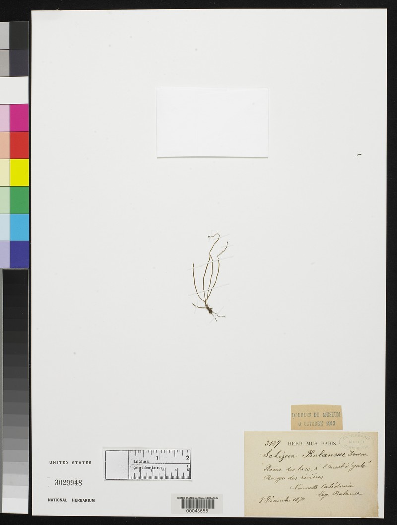 Schizaea balansae