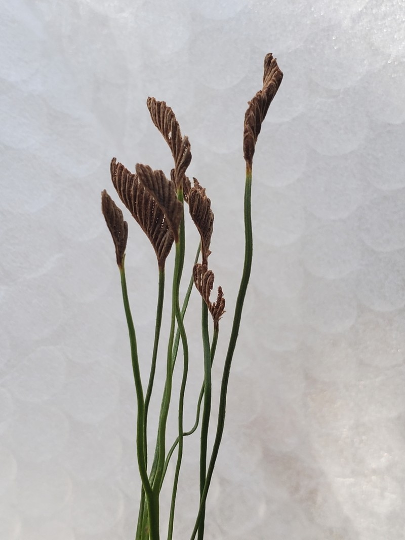 Schizaea bifida