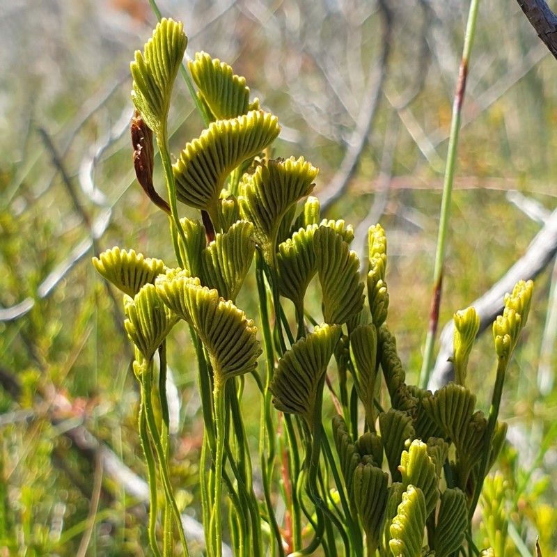 Schizaea bifida photo 2