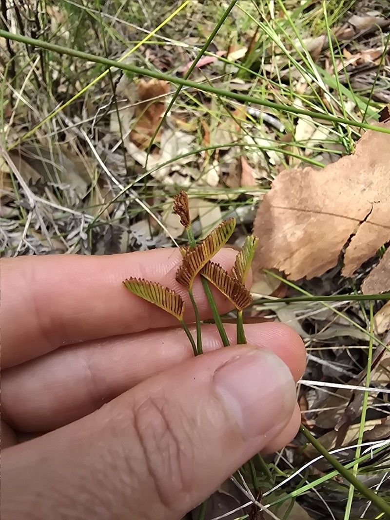 Schizaea bifida photo 3
