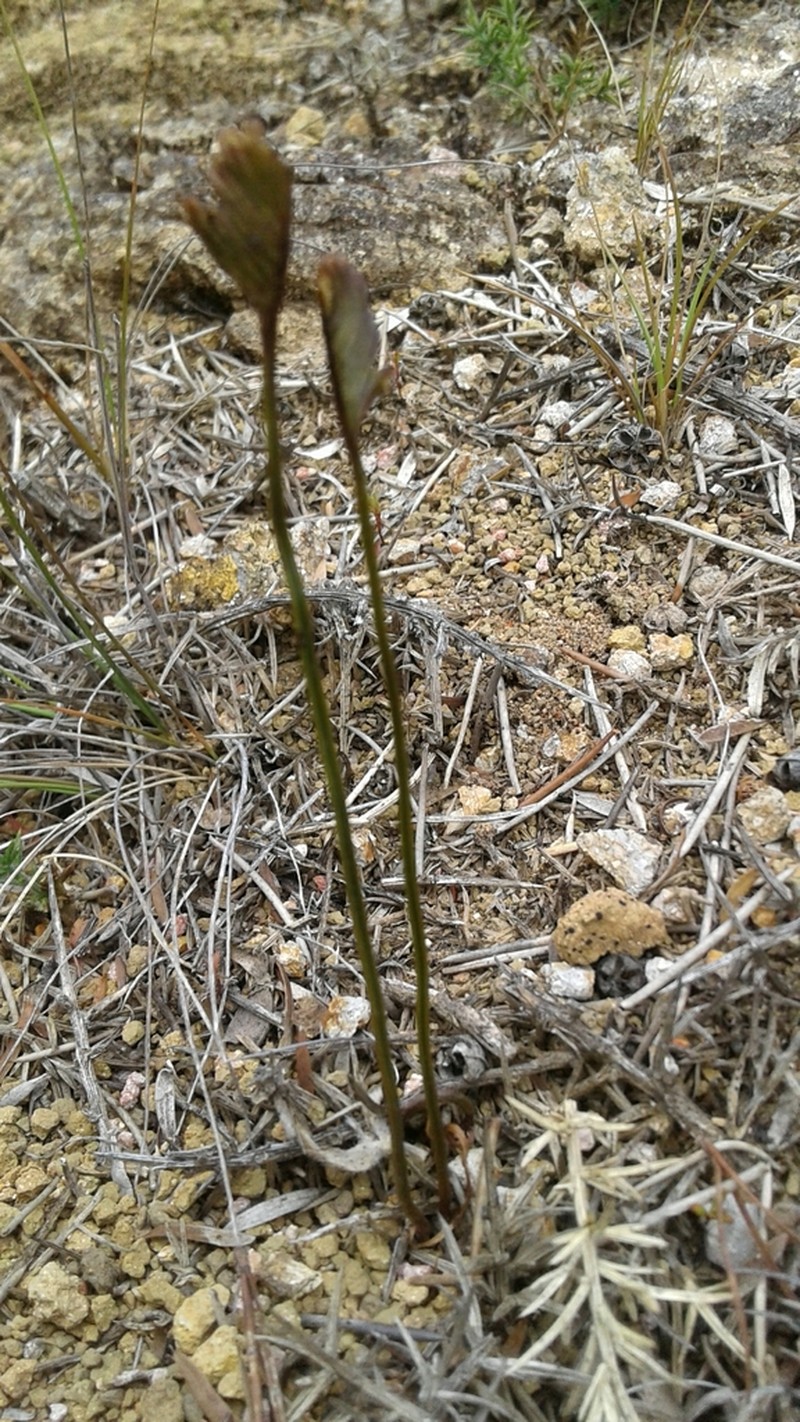 Schizaea bifida photo 4