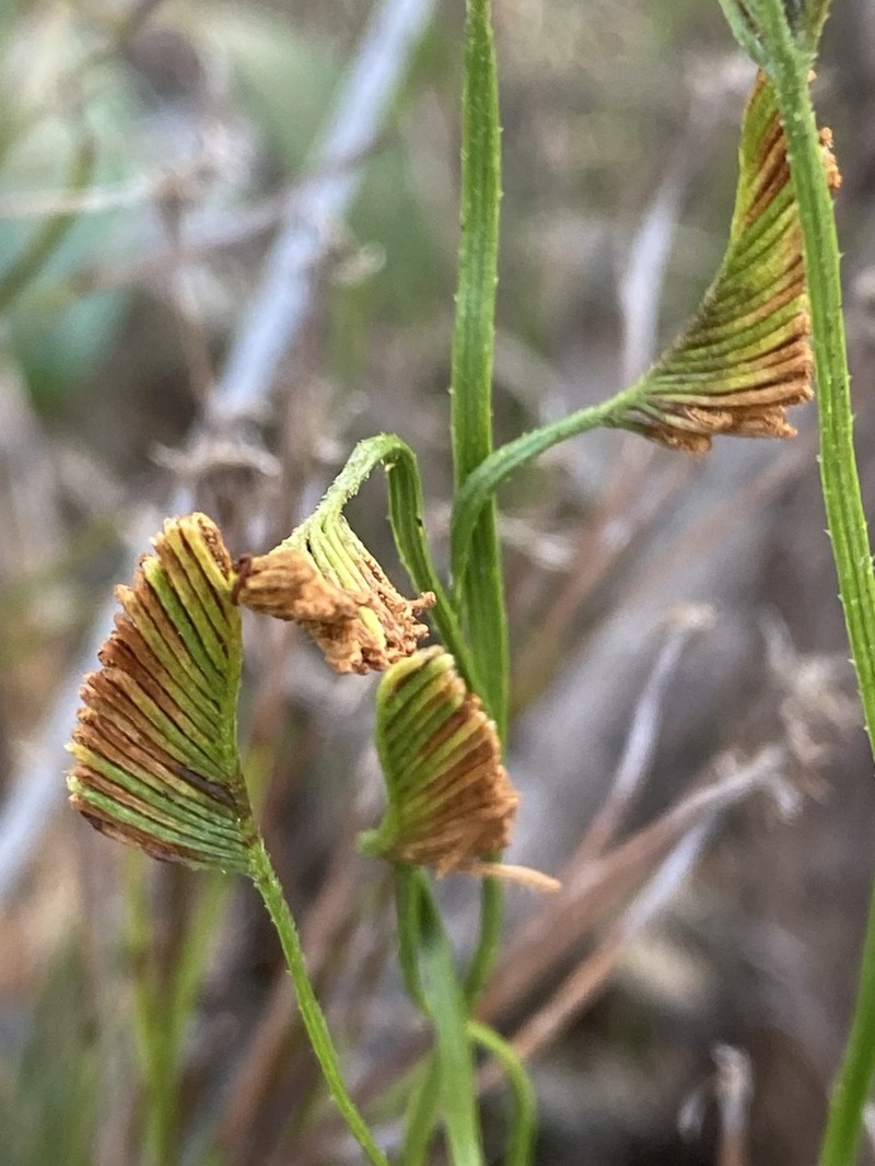 Schizaea bifida photo 5
