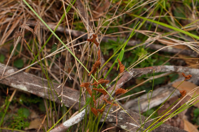 Schizaea bifida photo 6