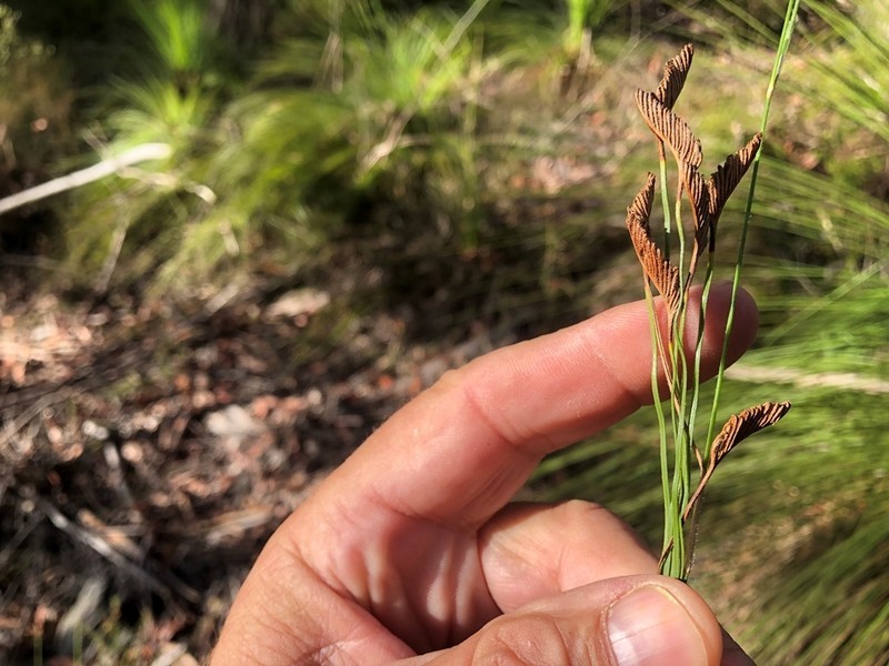 Schizaea bifida photo 7