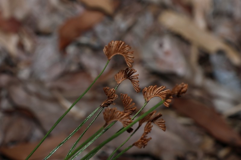 Schizaea bifida photo 8