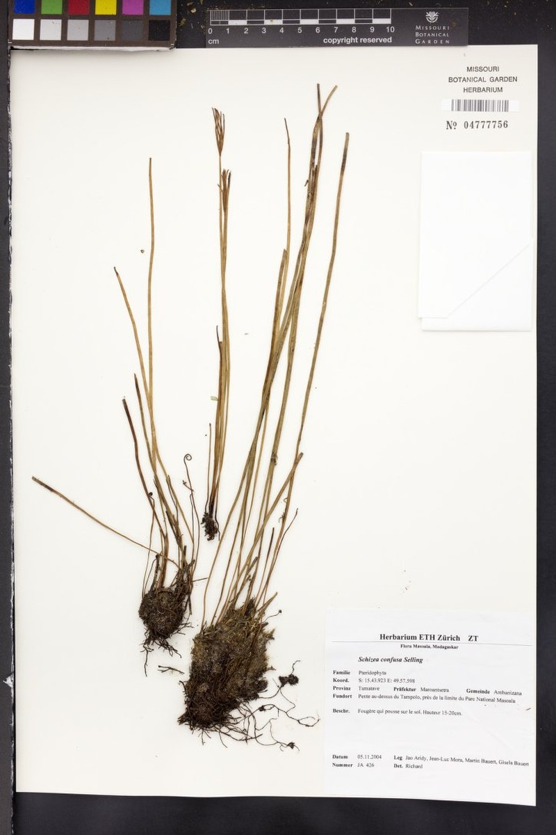 Schizaea confusa