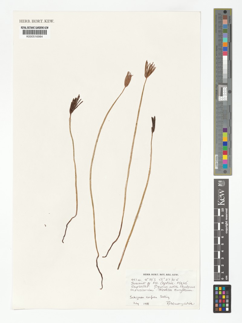 Schizaea confusa photo 2
