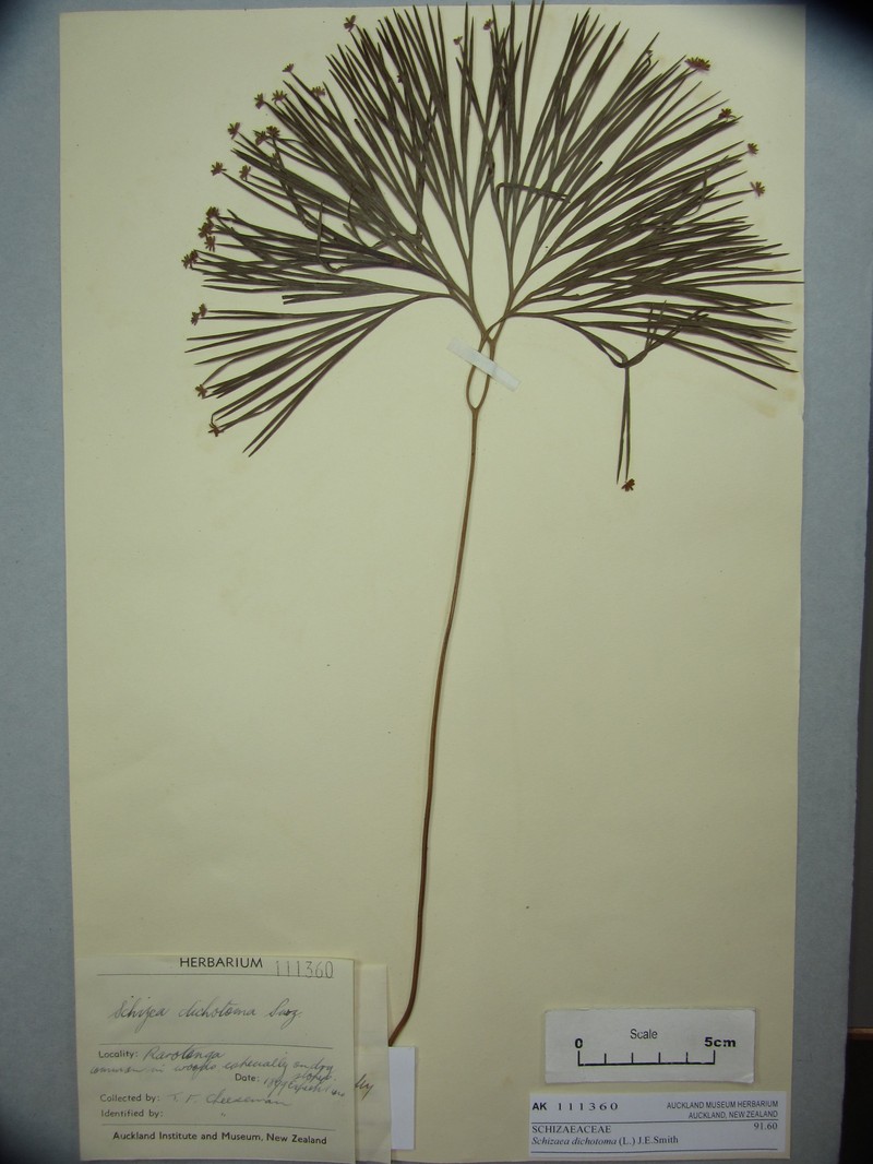 Schizaea dichotoma photo 4