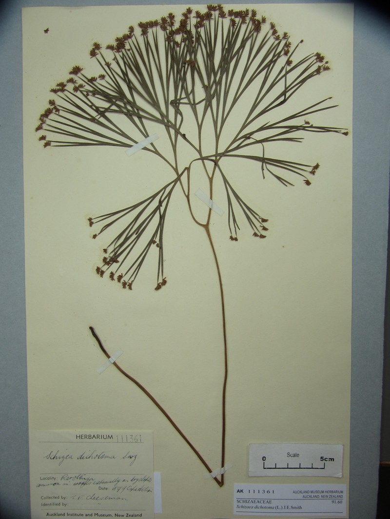Schizaea dichotoma photo 5
