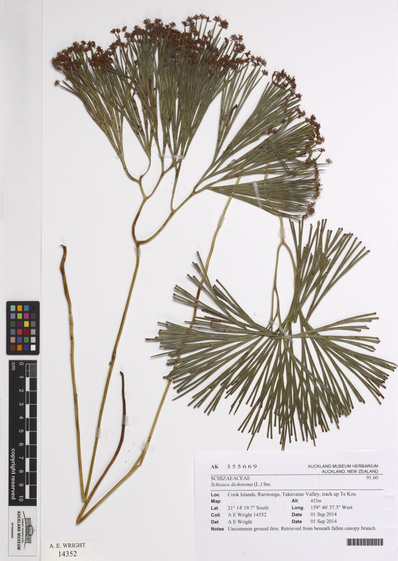 Schizaea dichotoma photo 6