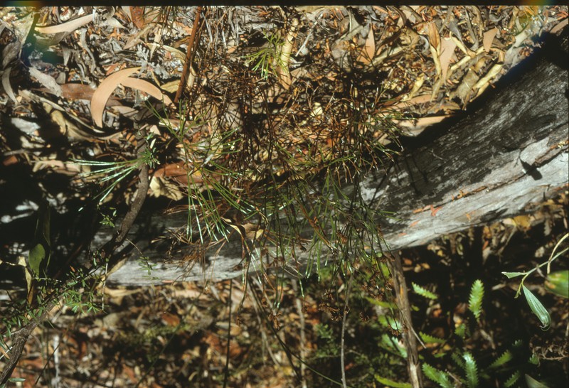 Schizaea dichotoma photo 2