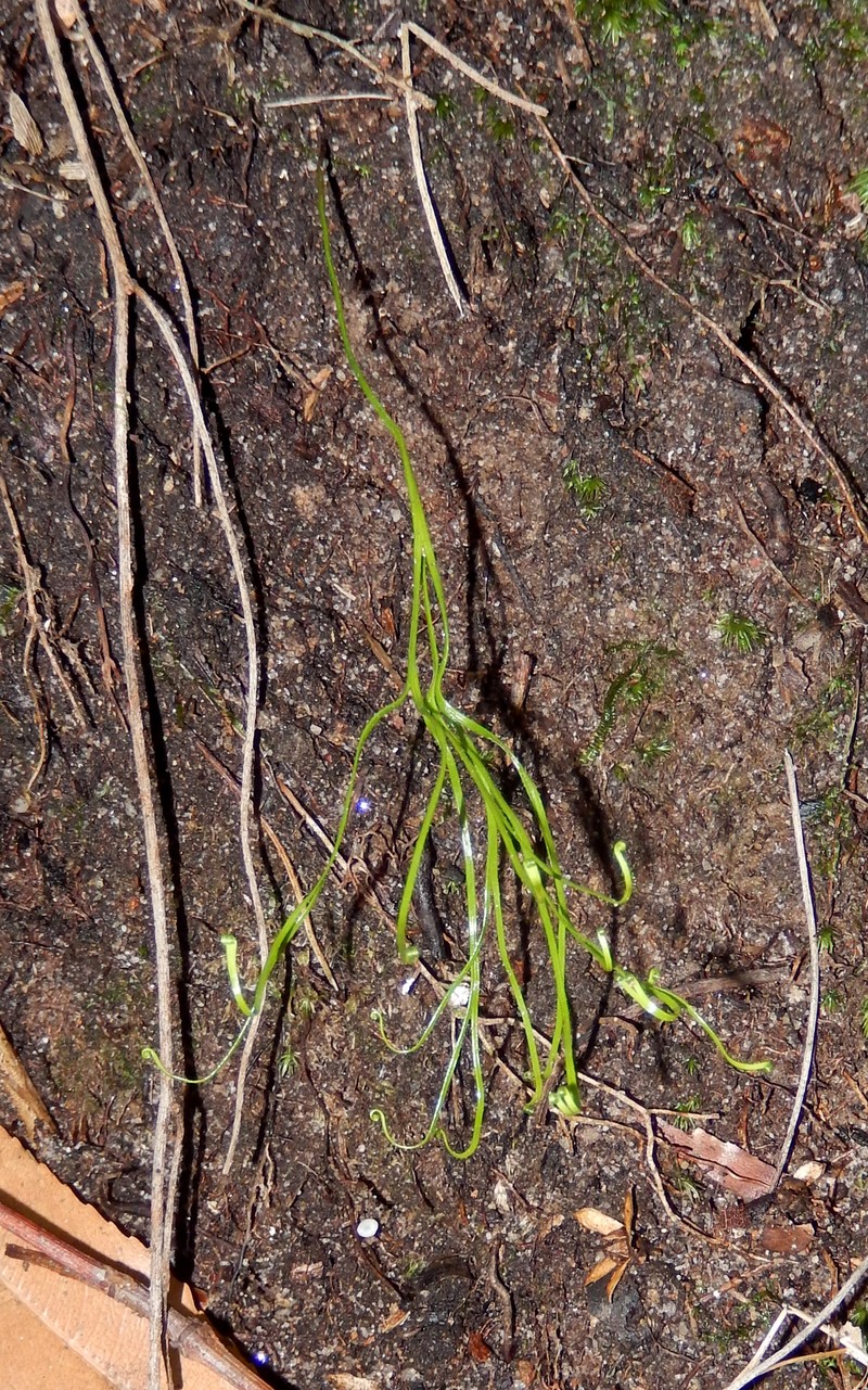 Schizaea dichotoma photo 3