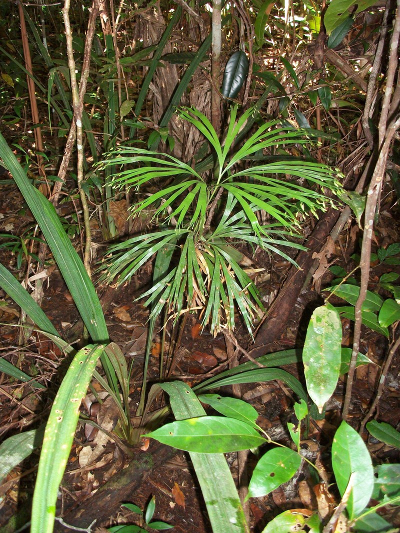 Schizaea elegans var. amazonica