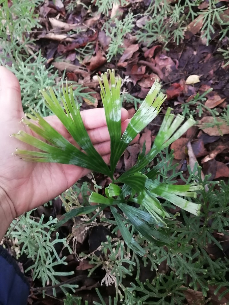 Schizaea elegans var. elegans