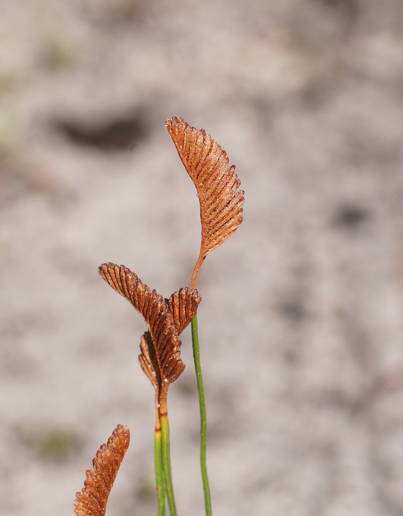 Schizaea fistulosa