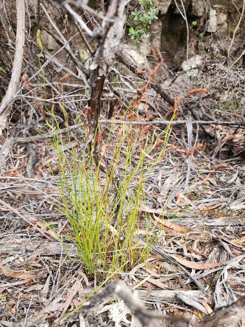 Schizaea fistulosa photo 2