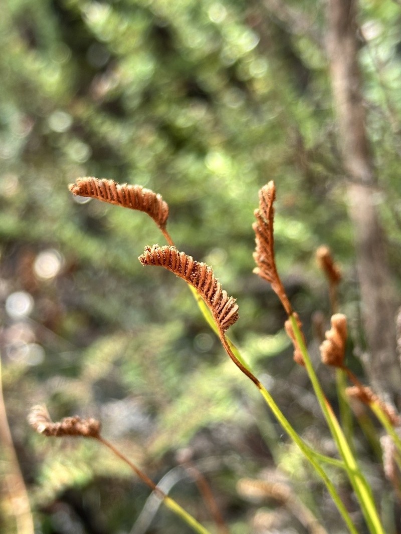 Schizaea fistulosa photo 3