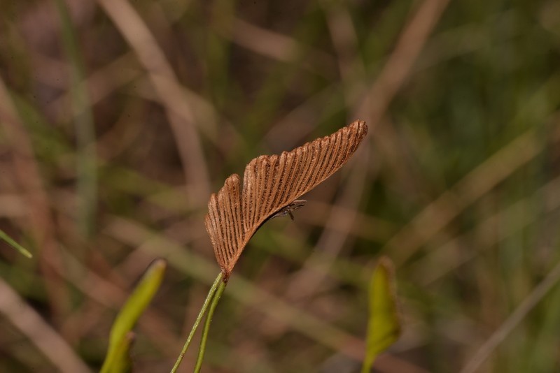 Schizaea fistulosa photo 4