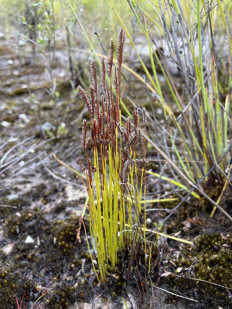 Schizaea fistulosa photo 5