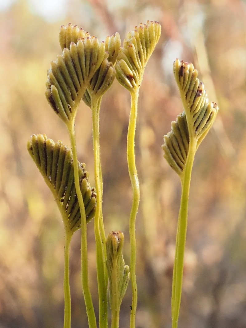 Schizaea fistulosa photo 6