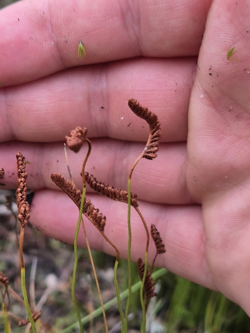 Schizaea fistulosa photo 7