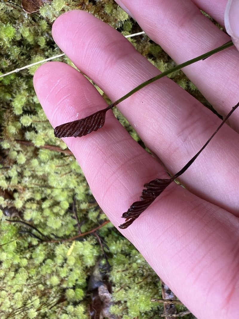 Schizaea fistulosa photo 8