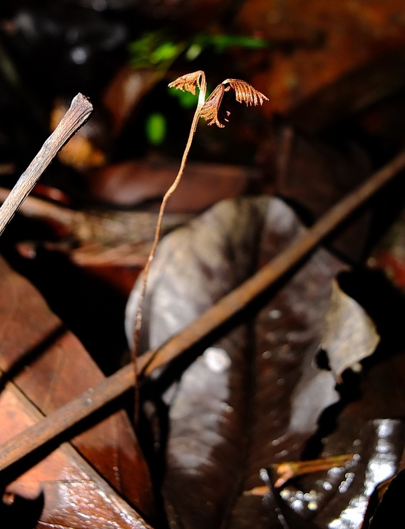 Caribbean Curlygrass Fern