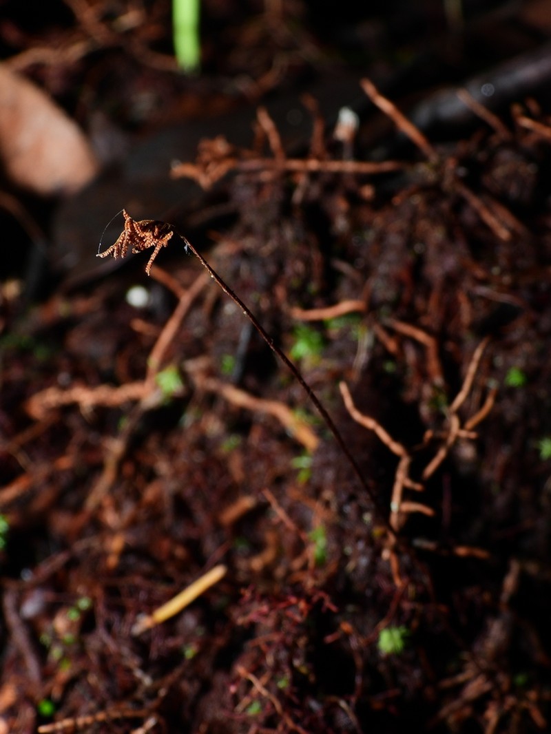 Caribbean Curlygrass Fern photo 3