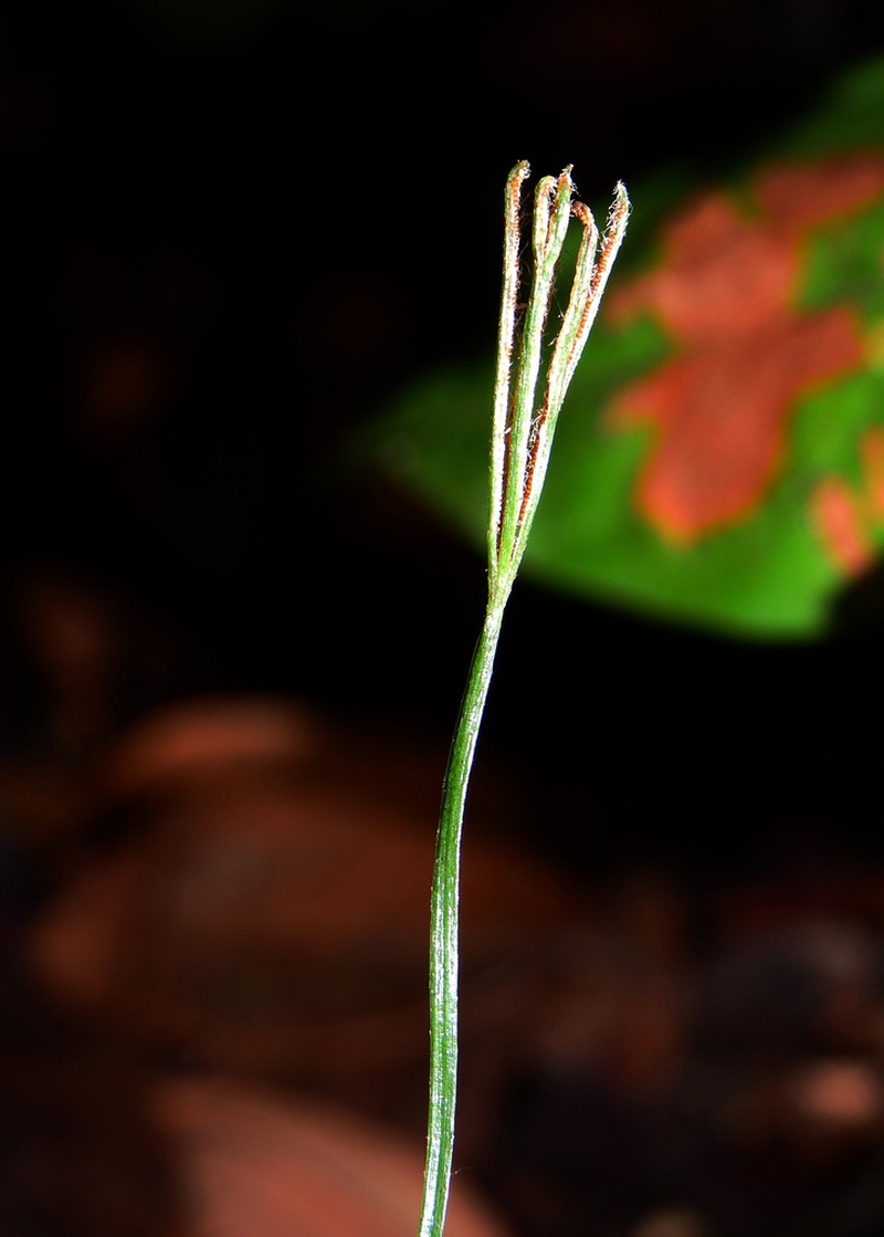 Caribbean Curlygrass Fern photo 4