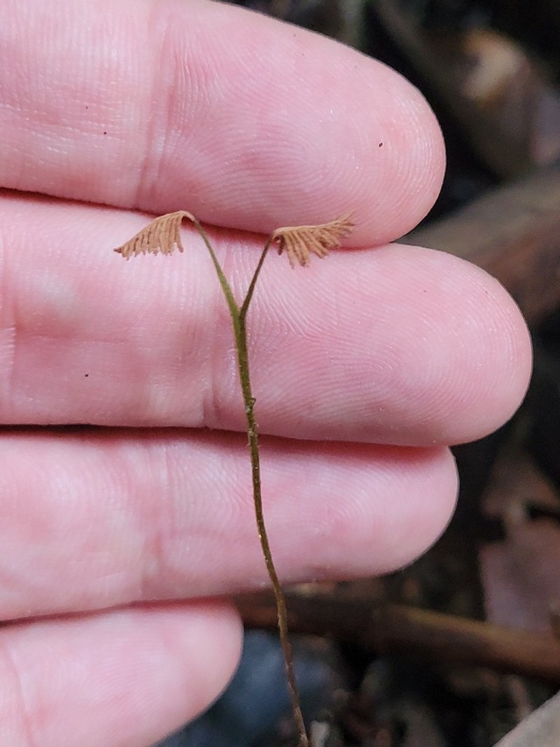 Caribbean Curlygrass Fern photo 5