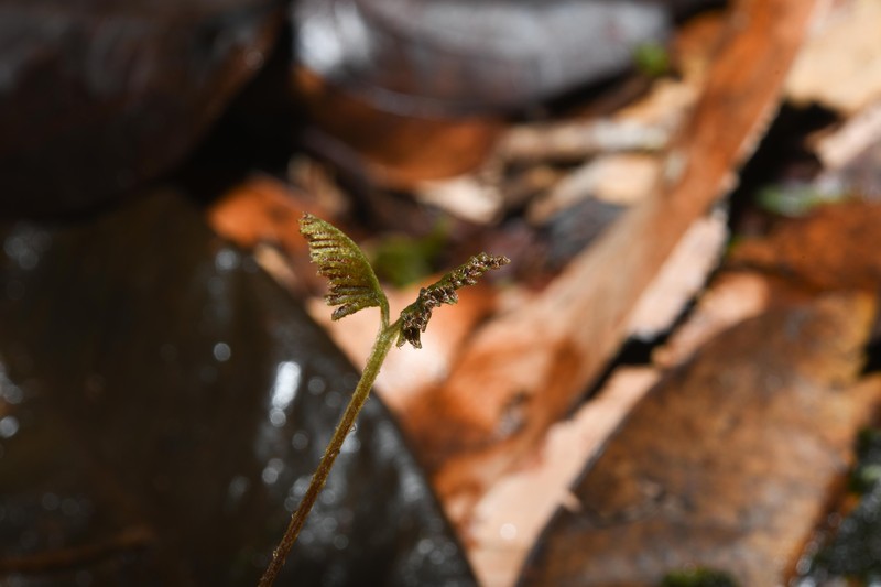 Caribbean Curlygrass Fern photo 6