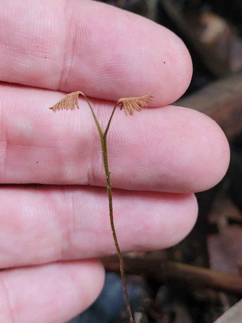 Caribbean Curlygrass Fern photo 7