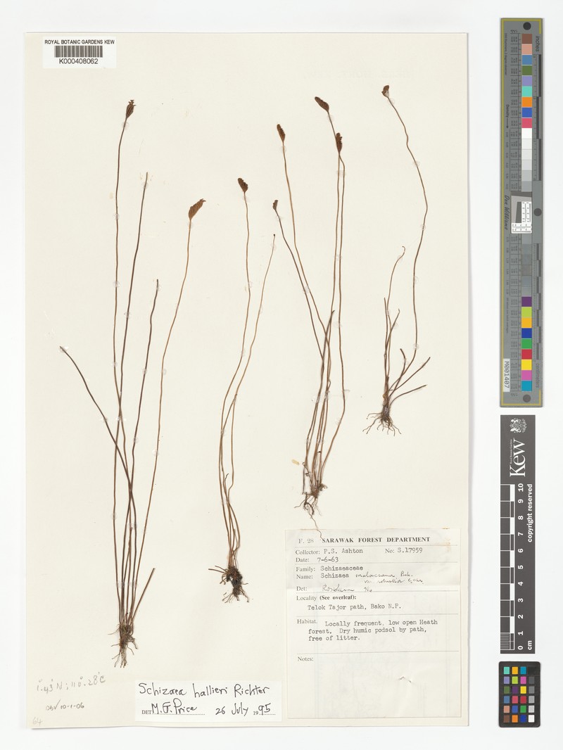 Schizaea hallieri