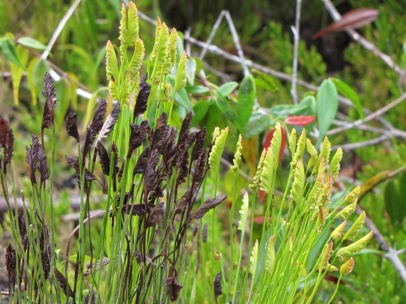 Schizaea incurvata