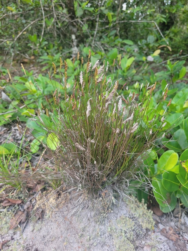 Schizaea incurvata photo 2