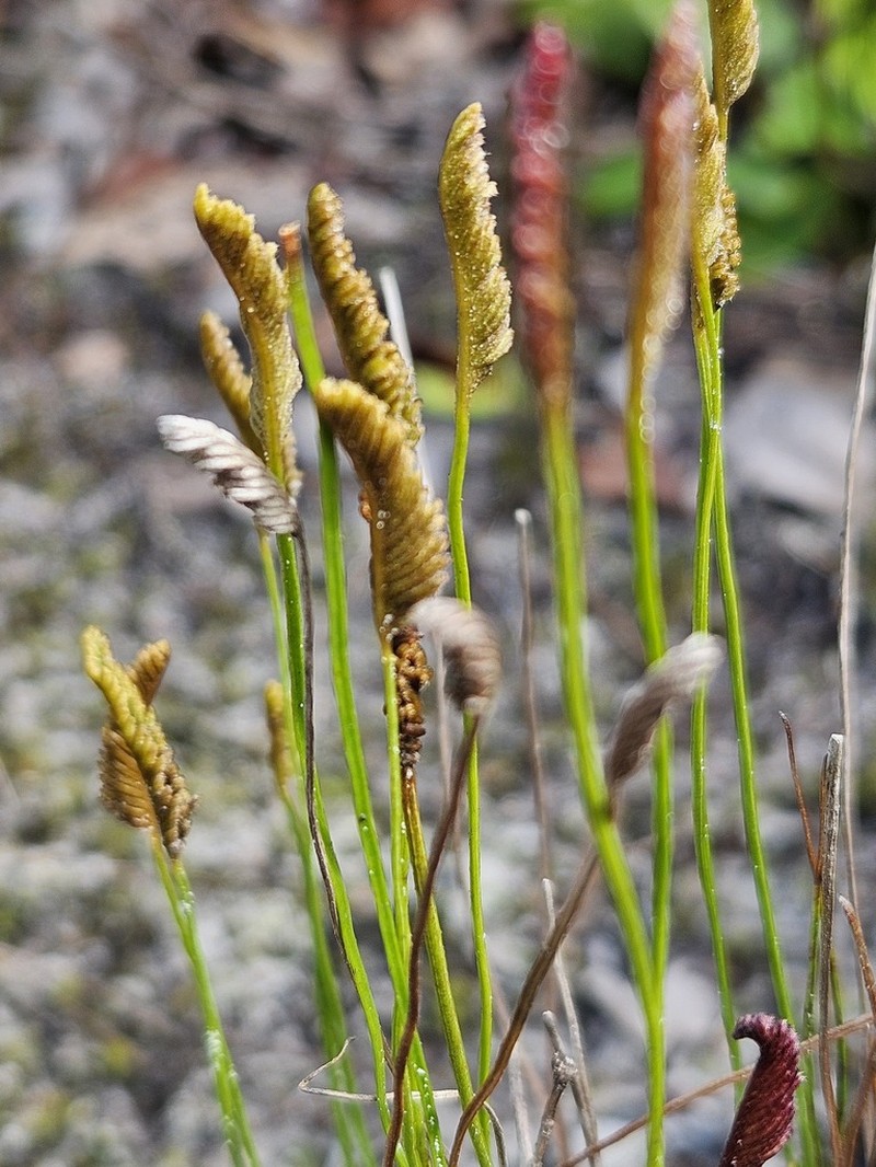 Schizaea incurvata photo 3