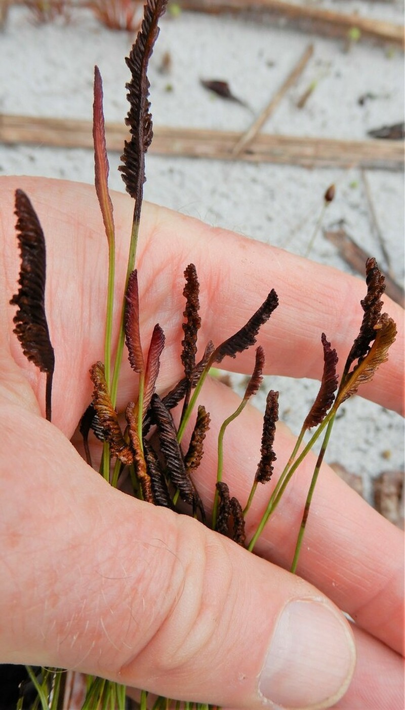 Schizaea incurvata photo 4