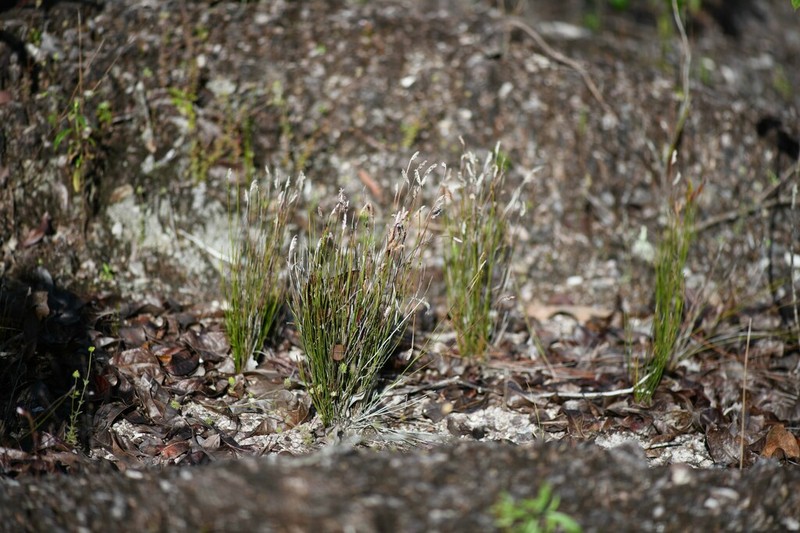 Schizaea incurvata photo 5