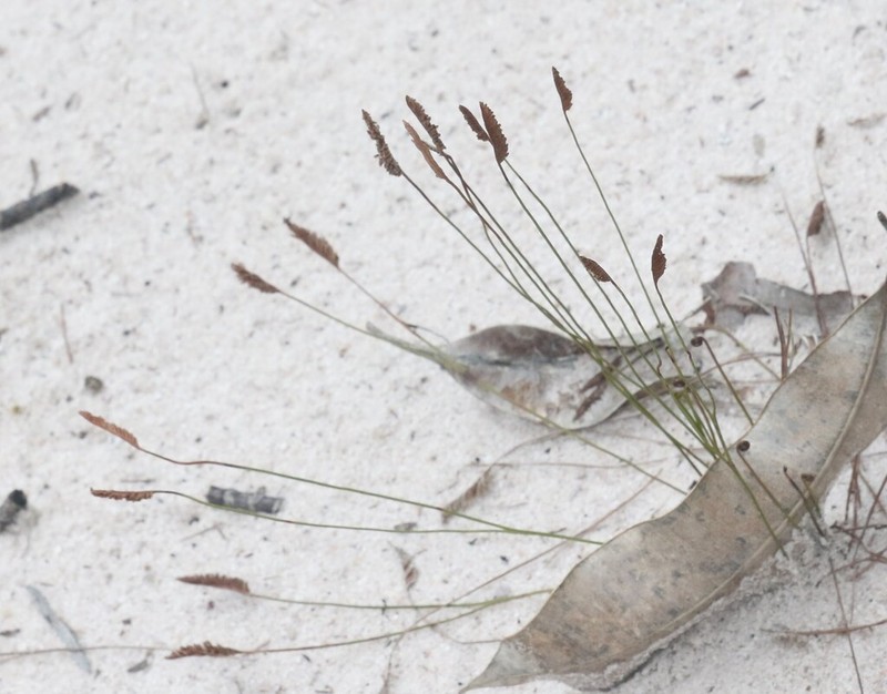 Schizaea incurvata photo 6