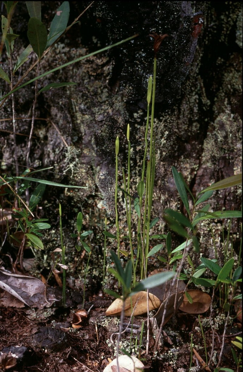 Schizaea incurvata photo 7